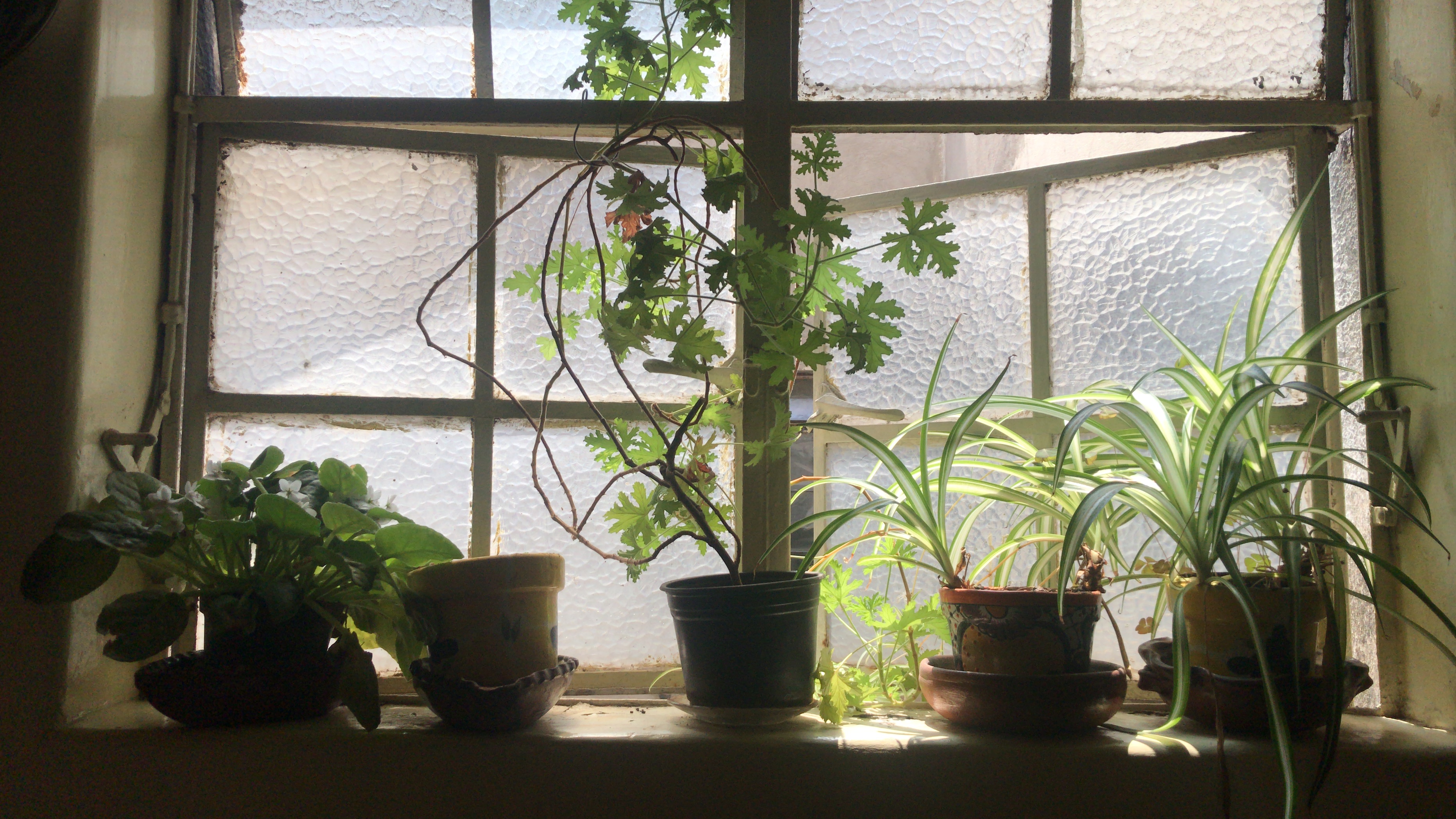 He plantado rosas